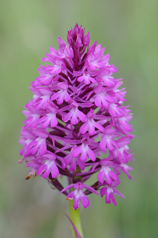 Anacamptis pyramidalis