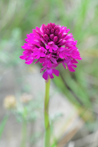 Anacamptis pyramidalis