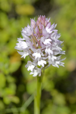 Anacamptis pyramidalis