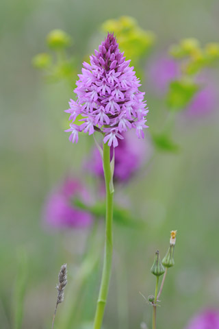 Anacamptis pyramidalis