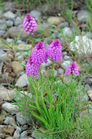 Anacamptis pyramidalis