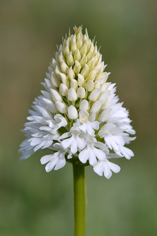 Anacamptis pyramidalis