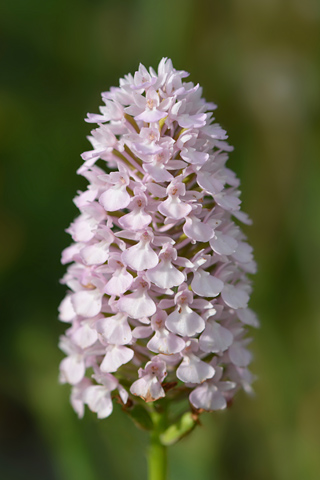 Anacamptis pyramidalis