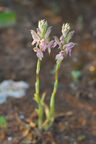  Anacamptis fragrans x sancta