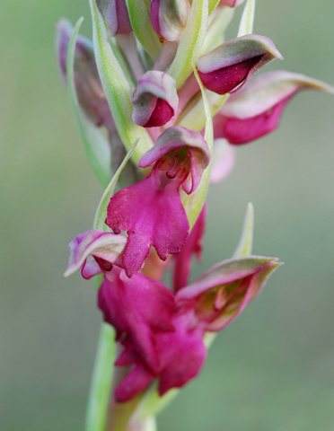 Anacamptis sancta