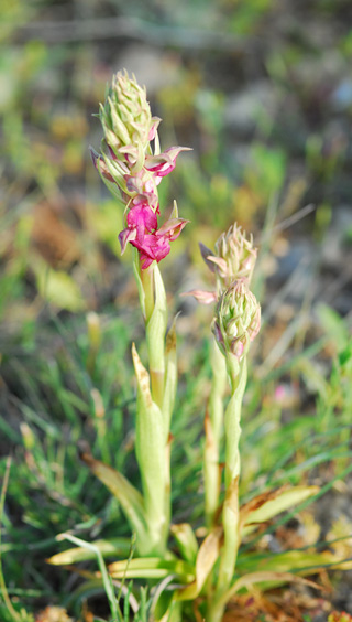 Anacamptis sancta