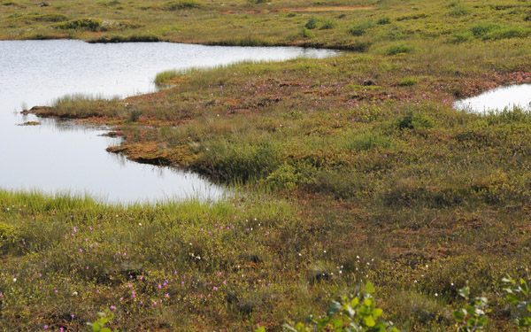 Arethusa bulbosa