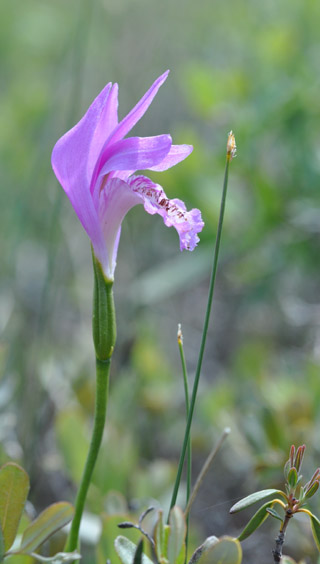 Arethusa bulbosa