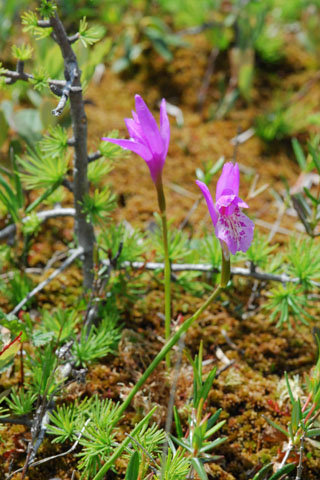 Arethusa bulbosa