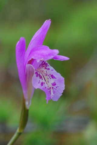 Arethusa bulbosa