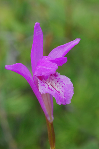 Arethusa bulbosa