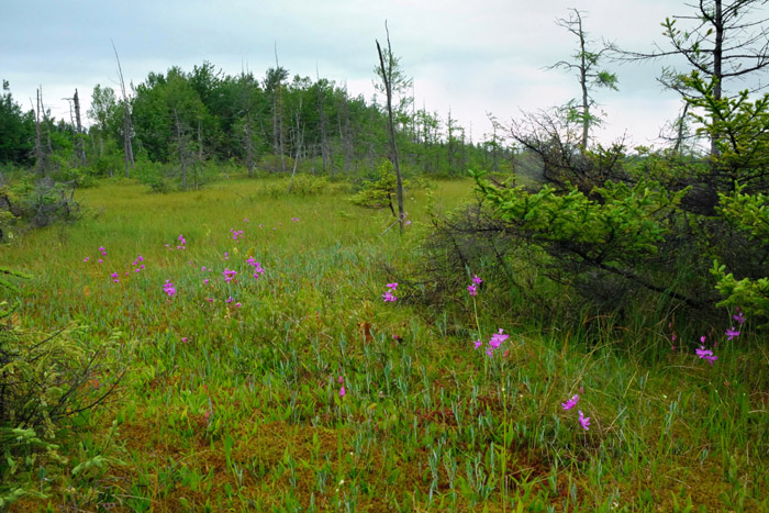 Calopogon tuberosus