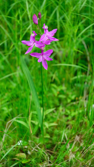 Calopogon tuberosus