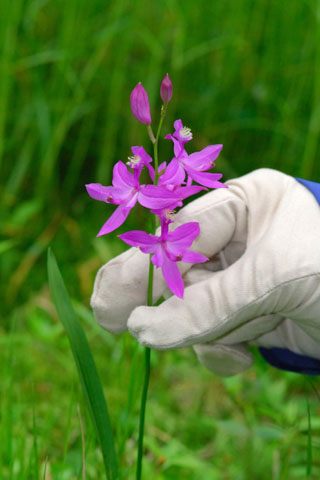 Calopogon tuberosus