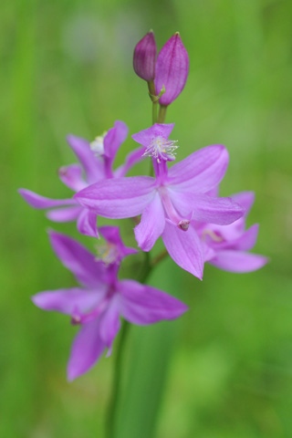 Calopogon tuberosus