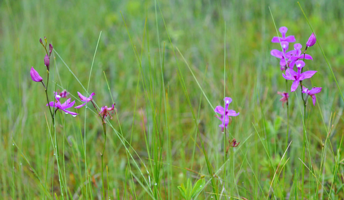 Calopogon tuberosus