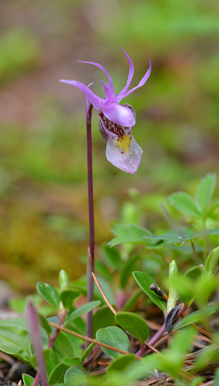 Calypso bulbosa