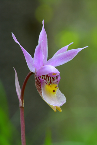 Calypso bulbosa