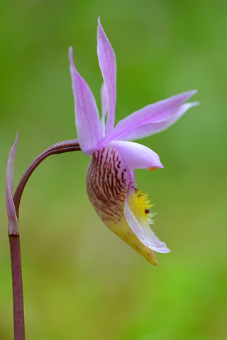 Calypso bulbosa