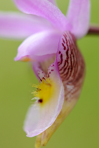 Calypso bulbosa