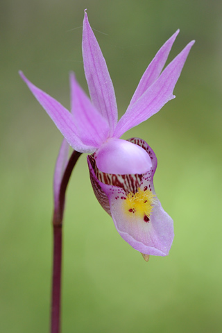 Calypso bulbosa