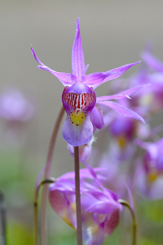 Calypso bulbosa