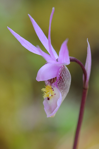 Calypso bulbosa