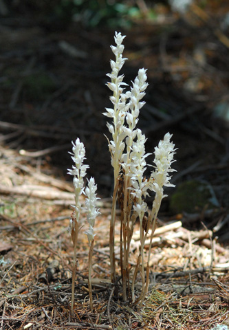 Cephalanthera austiniae