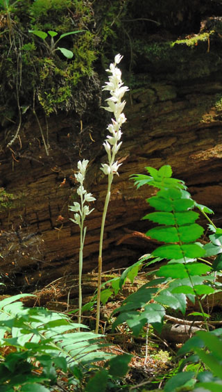 Cephalanthera austiniae