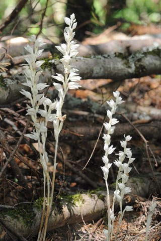 Cephalanthera austiniae