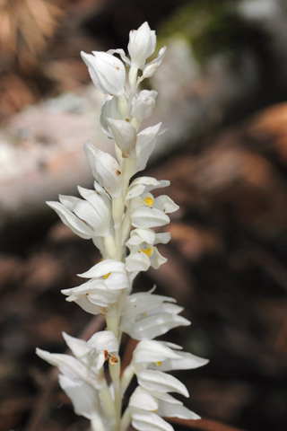 Cypripedium californicum