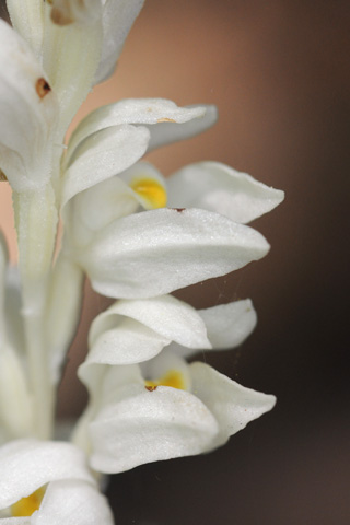 Cypripedium californicum