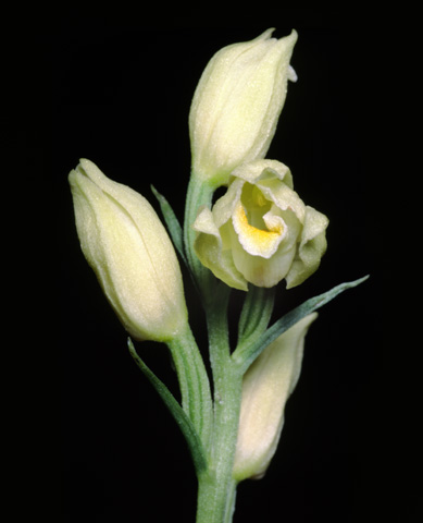 Cephalanthera damasonium