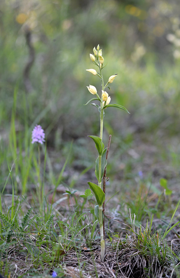 Cephalanthera damasonium