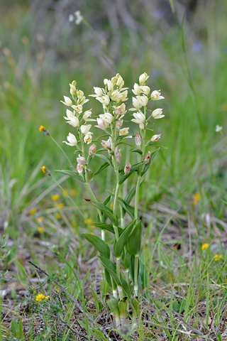 Cephalanthera damasonium