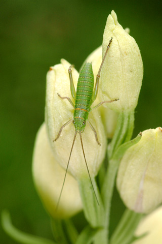 Cephalanthera damasonium