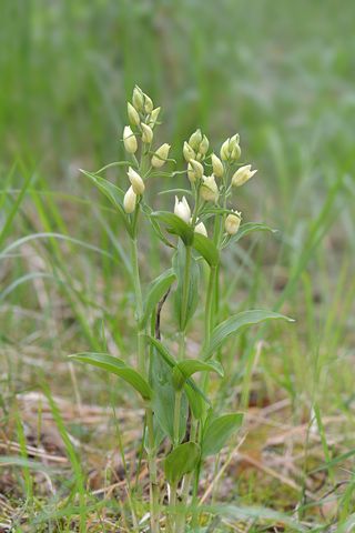 Cephalanthera damasonium