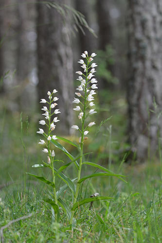 Cephalanthera longifolia