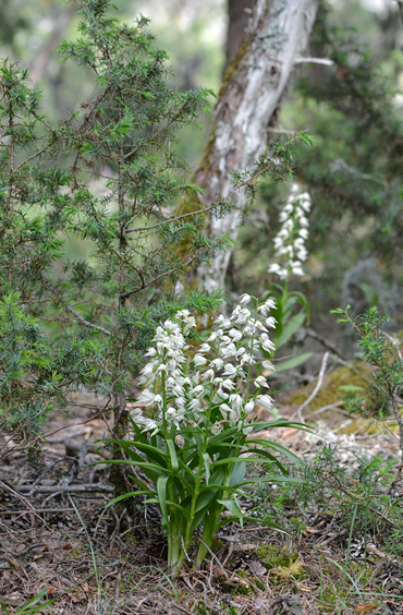 Cephalanthera longifolia