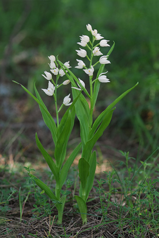 Cephalanthera longifolia