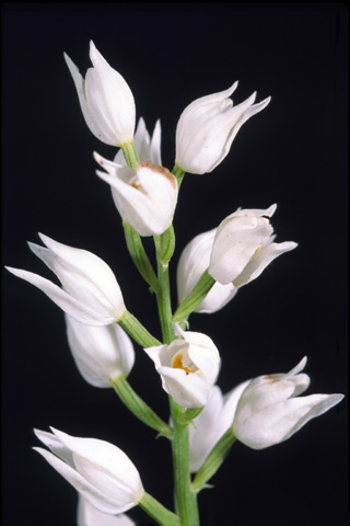 Cephalanthera longifolia