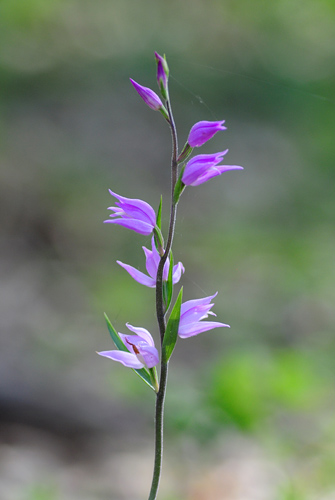 Cephalanthera rubra