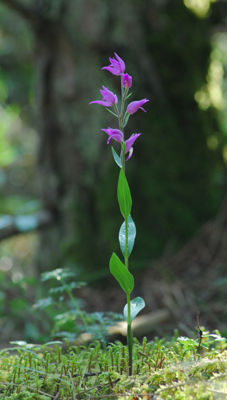 Cephalanthera rubra