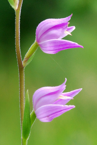 Cephalanthera rubra