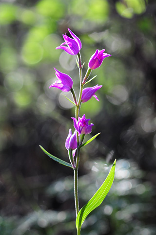 Cephalanthera rubra