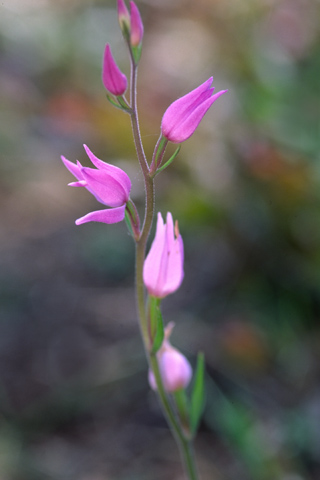 Cephalanthera rubra