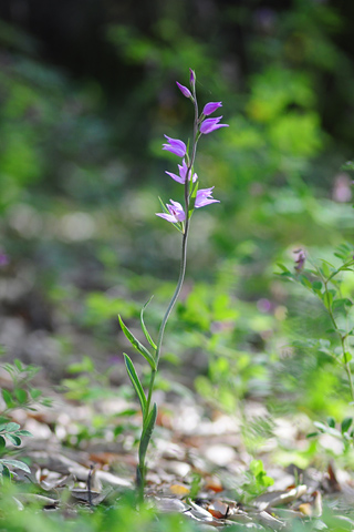 Cephalanthera rubra