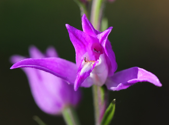 Cephalanthera rubra