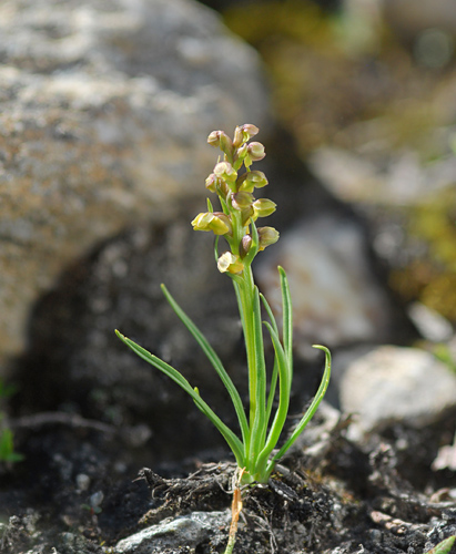 Chamorchis alpina