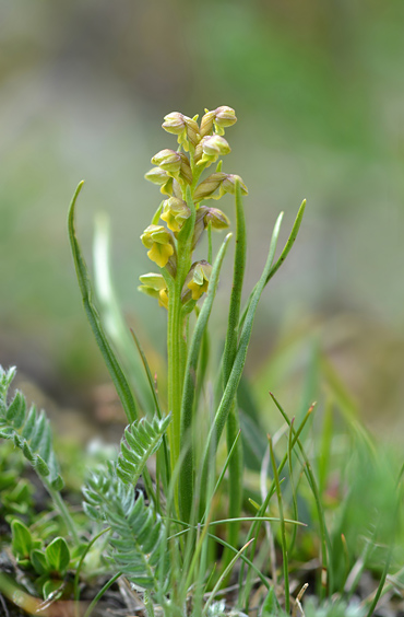 Chamorchis alpina